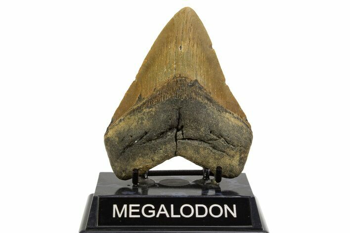 Fossil Megalodon Tooth - North Carolina #328008